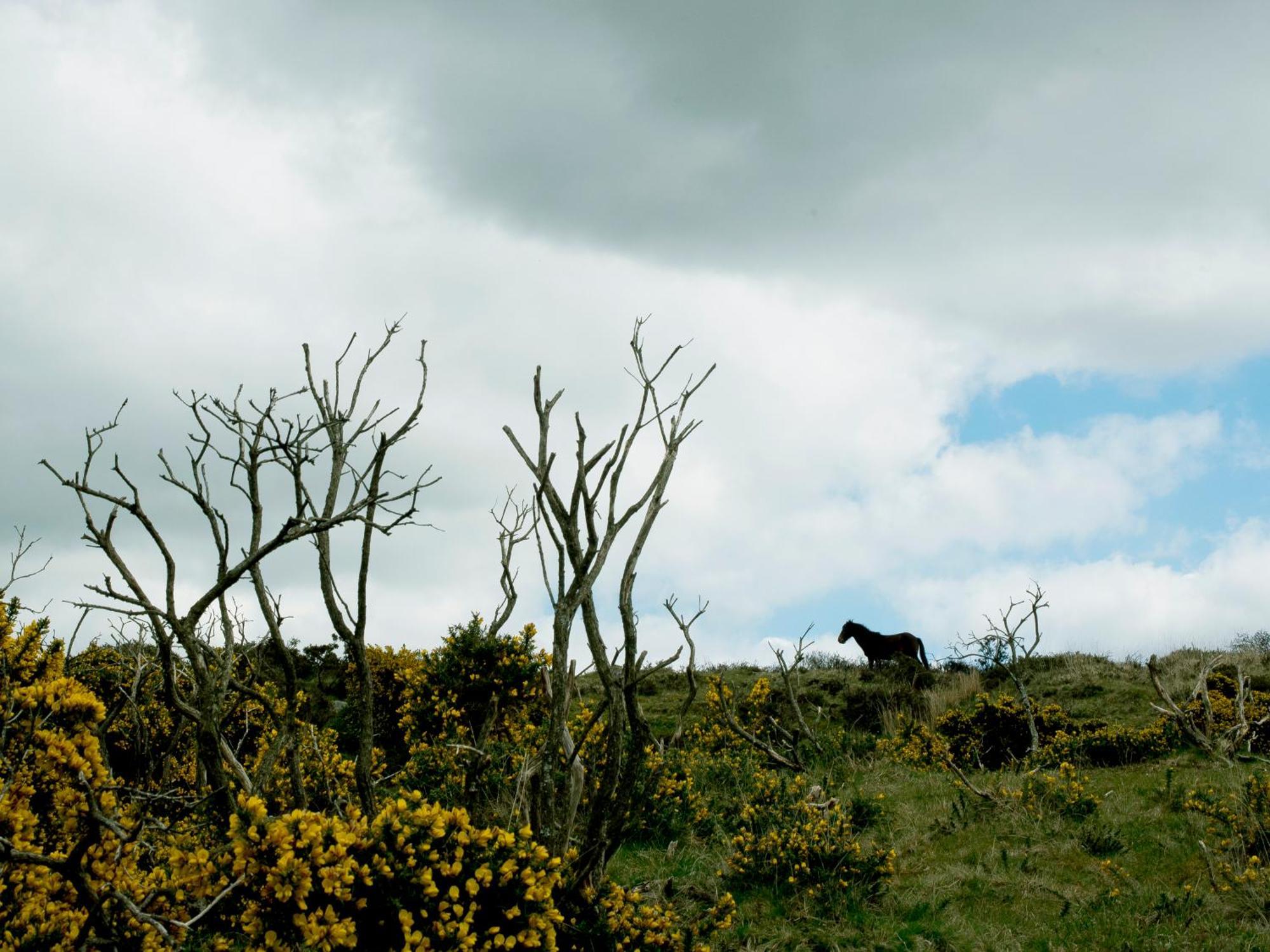 Yha Dartmoor Vandrehjem Postbridge Eksteriør billede